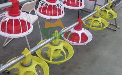 breeder poultry feeder China